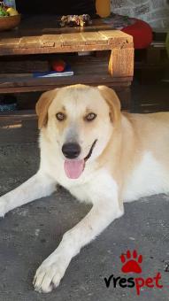 Ράτσα: Λαμπραντόρ - Labrador | Ηλικία: 1 έτους | Φύλο: Θηλυκό | Αρ. Microchip: - | Ημίαιμο | Περιοχή: Αλεξάνδρεια, Μακεδονία